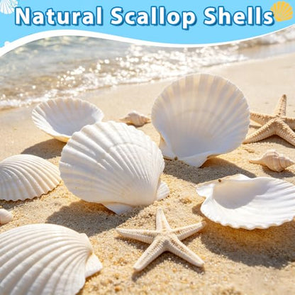 20Pcs 3-4 Inch Scallop Shells for Crafts - size: 3-4 Inch 20Pcs