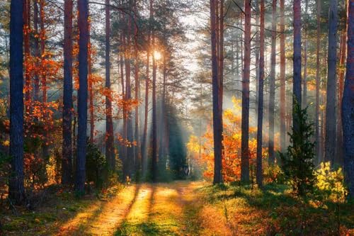 Jdayda Autumn Sunshine in The Woods Peel and Stick Wallpaper - color: MURAL-312, size: 129" x 96"
